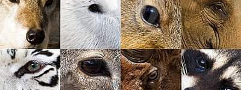 Que animal eres?