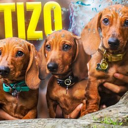 Como se llaman los tres perritos de Kler - Que tanto sabes de los polinesios