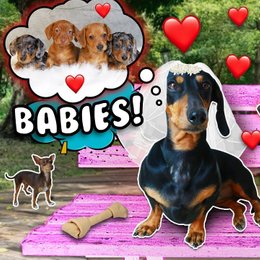 Como se llama el papa de los perritos de Kler - Que tanto sabes de los polinesios