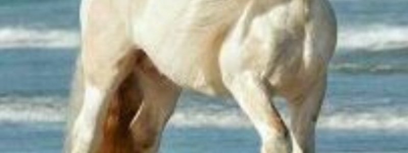 El caballo ideal para ti