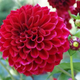 &iquest;Qui&eacute;n es "la dalia roja"? - quiz de riverdale &iquest;cuanto sabes?