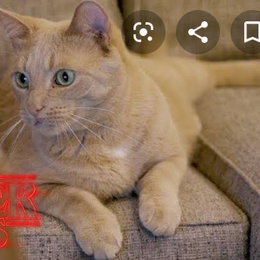 Como se llama la gata de Dustin - Test de stranger things