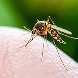 El mosquito tse-tse - LA SALUD