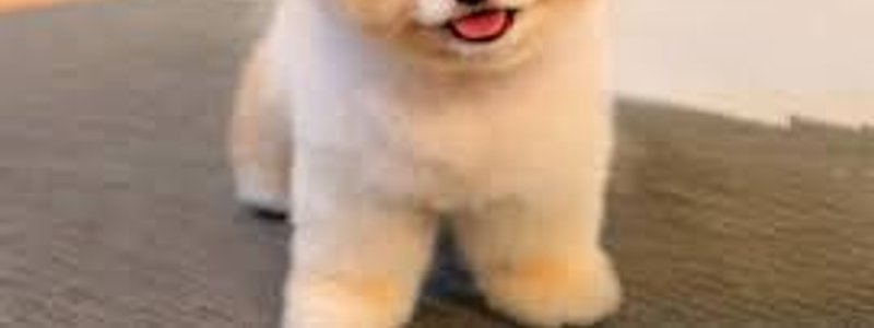¿Qué tipo de Boo eres? 
