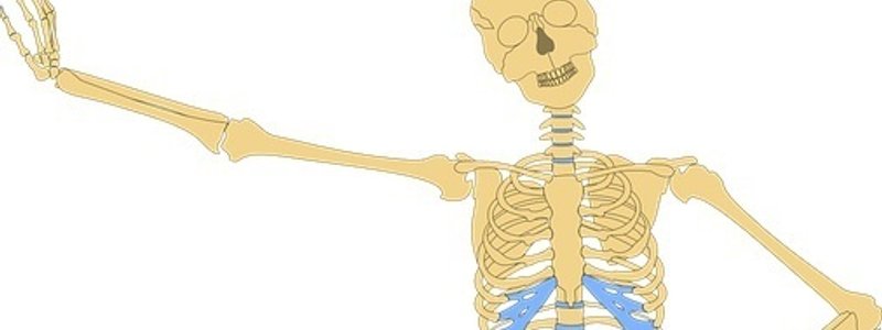 L'aparell Locomotor