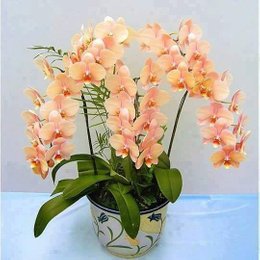 Quien es mas fuerte... - Minecraft