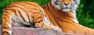Animales