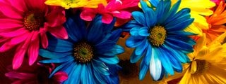 APRENDEMOS LOS NOMBRES DE ALGUNAS FLORES