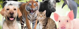 Que animal eres ?