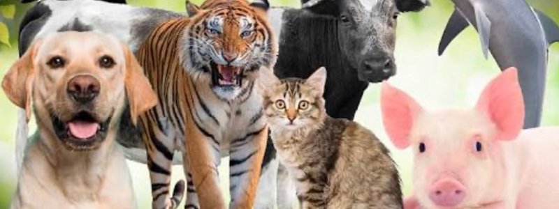 Que animal eres ?