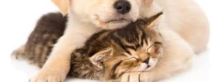 Eres perro o eres gato?