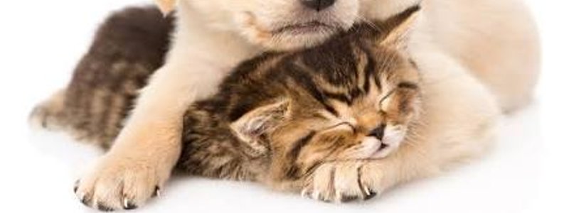 Eres perro o eres gato?