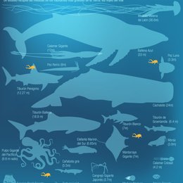 Regular la temperatura del mar y trasportar nutrientes son acciones de las: - Geograf&iacute;a. Unidades de estudio