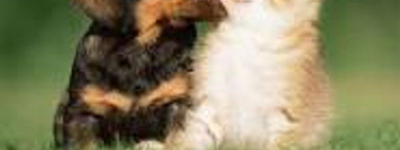 ¿ERES MÁS DE PERROS O DE GATOS?