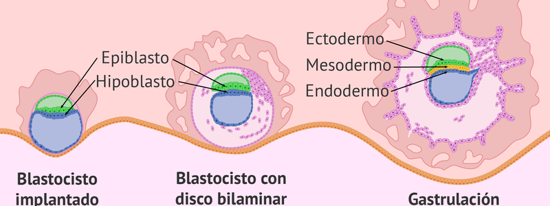TERCERA SEMANA DEL DESARROLLO EMBRIONARIO