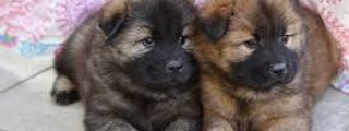 Cachorros monos