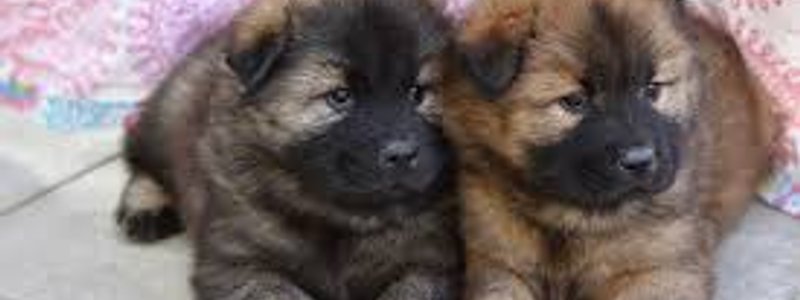Cachorros monos