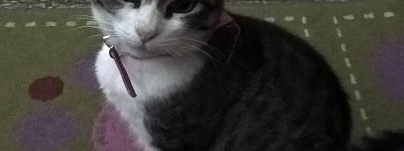 Gatos