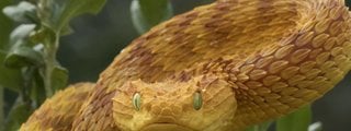 Cuánto sabes de reptiles?