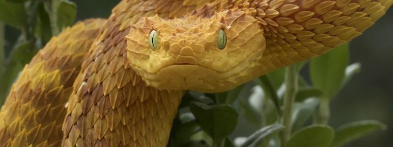 Cuánto sabes de reptiles?