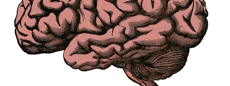 De que grado es tu cerebro