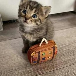 Quien ser&iacute;a tu pareja ideal? - Quie es tu obvio Rowoon, eunwoo o Bomin