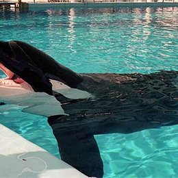 &iquest;La orca es un delf&iacute;n o una ballena? - Curiosidades de animales