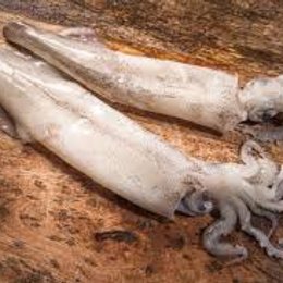 &iquest;Cu&aacute;nto mide el calamar mas grande del mundo? - Curiosidades de animales