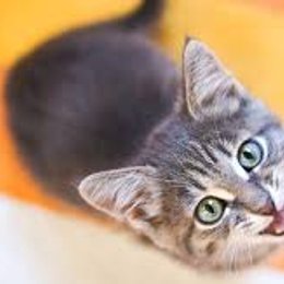 &iquest;C&oacute;mo se saludan los gatos? - Curiosidades de animales