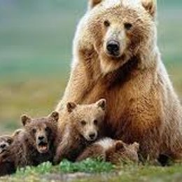 Los osos son capaces de correr tan r&aacute;pido como... - Curiosidades de animales