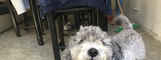 Perro