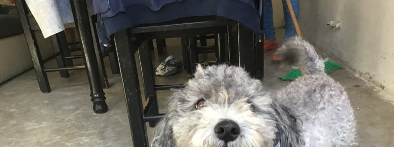 Perro