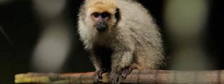Monos titi