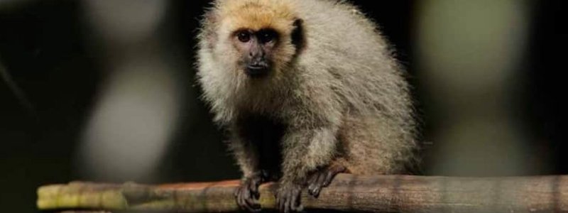 Monos titi