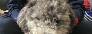 Los perros caniches