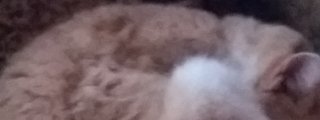 Cuanto sabes de los gato