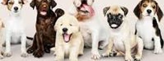 cual es tu perro ideal