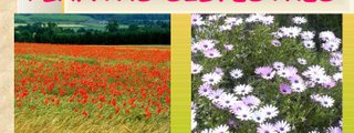 Las plantas silvestres y cultivadas