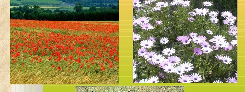 Las plantas silvestres y cultivadas