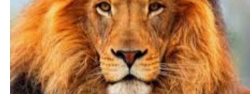 Animals.TEACHER ENCARNI