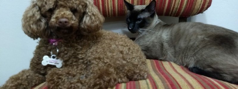 Divertidas cosas que vas a aprender de tu gato y tu perro