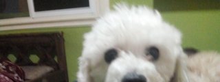 perros