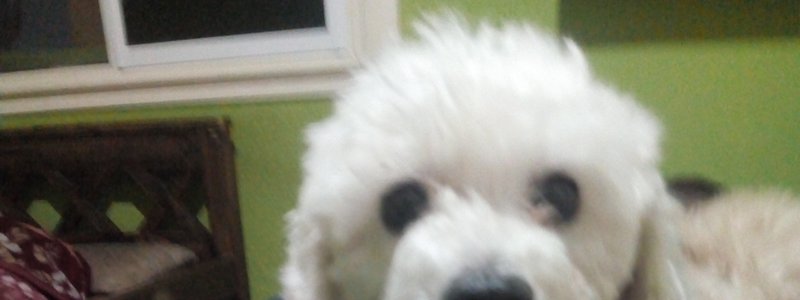 perros