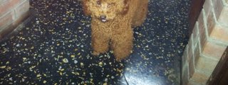 peludos