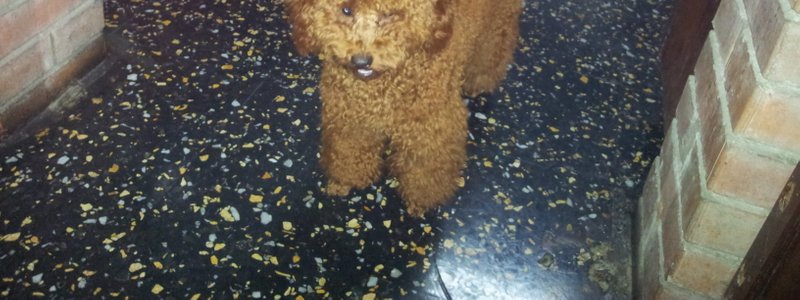 peludos