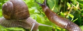 Eres bavosa o carakol🐌🐌🐌🐌🐌🐌🐌🐌
