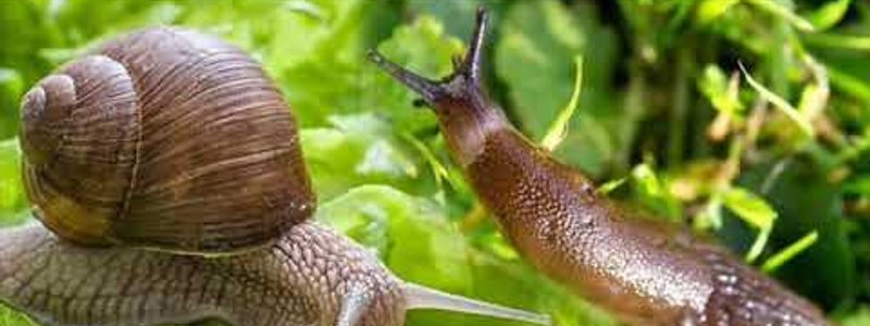 Eres bavosa o carakol🐌🐌🐌🐌🐌🐌🐌🐌