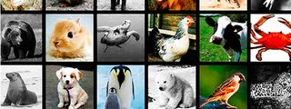 Tu personalidad según animales 