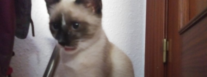 Cuánto sabes de gatitos