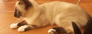 Cuánto sabes de miau miau